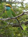 Green-Bee-eater.JPG (139 KB)
